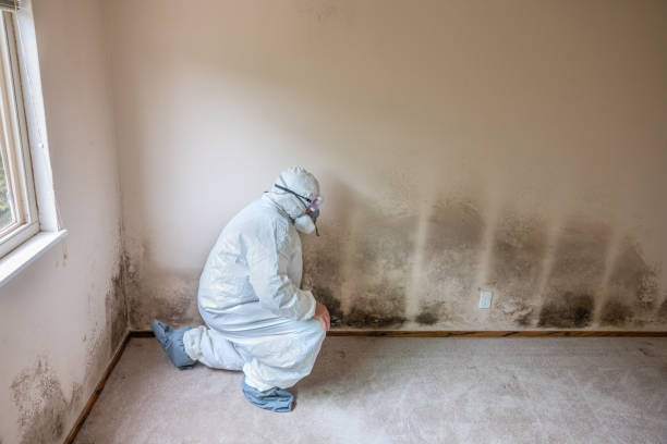 Best Post-Construction Mold Inspection  in Fruitville, FL